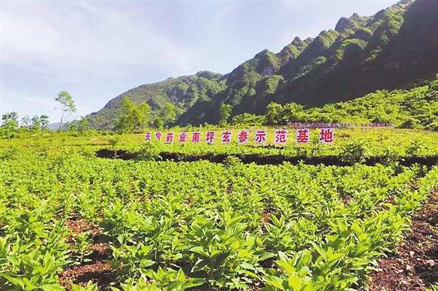 到2027年我市中药材加工产值预计达430亿元